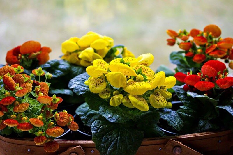 flor de interior calceolaria