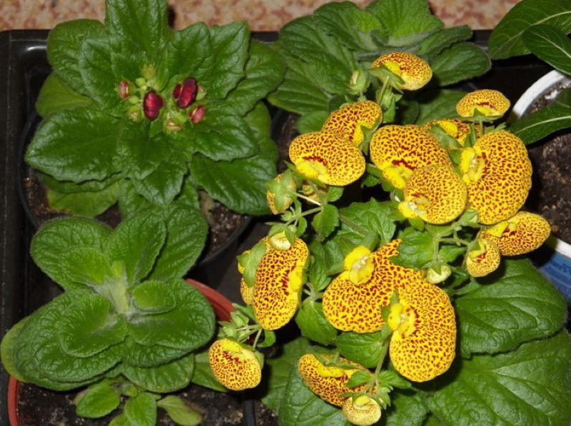 cultivo de calceolaria a partir de semillas