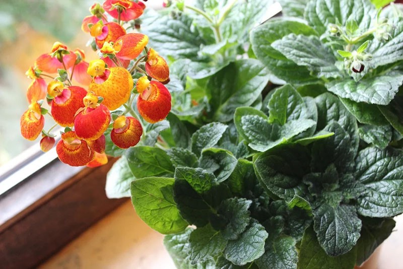 calceolaria en flor