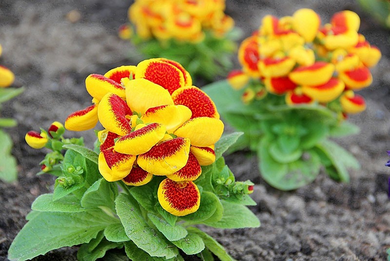 Variedades de Calceolaria para cultivo doméstico.