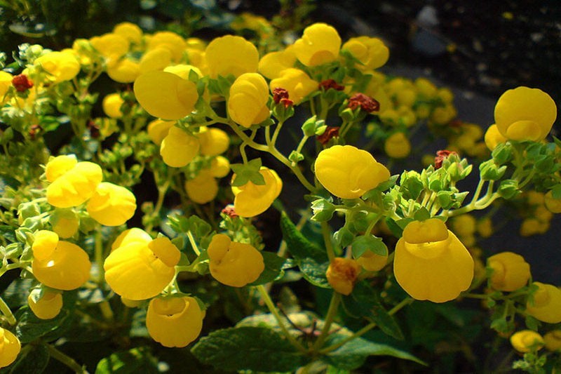 calceolaria mexicana