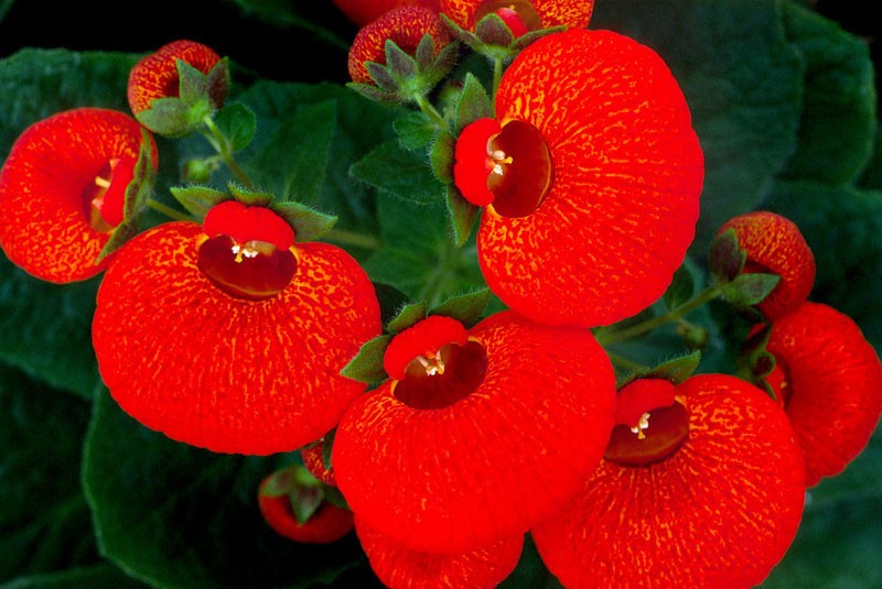 calceolaria morada