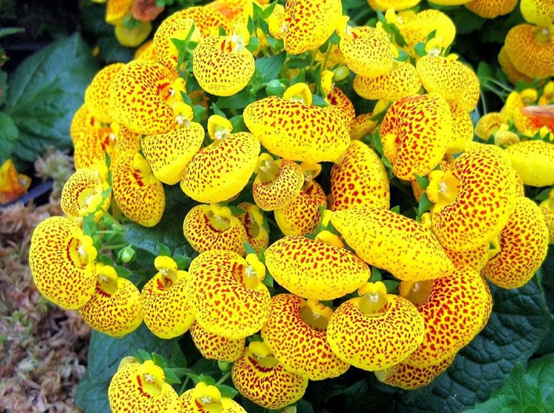 calceolaria arrugada