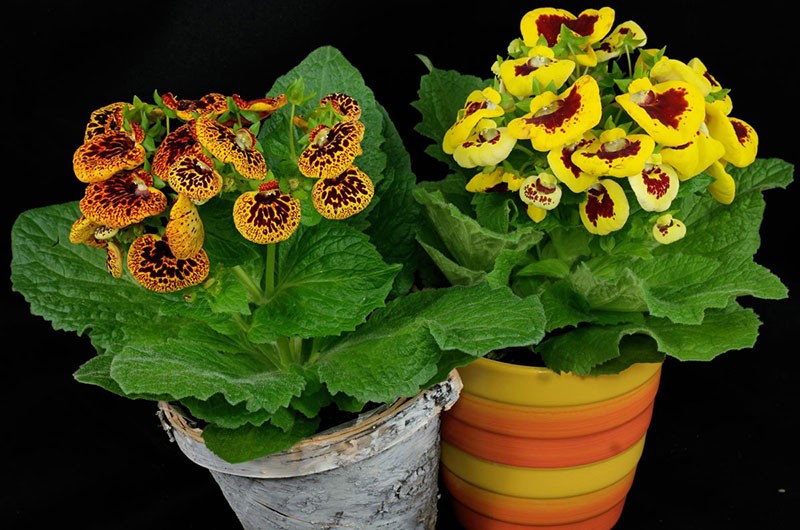 calceolaria híbrida