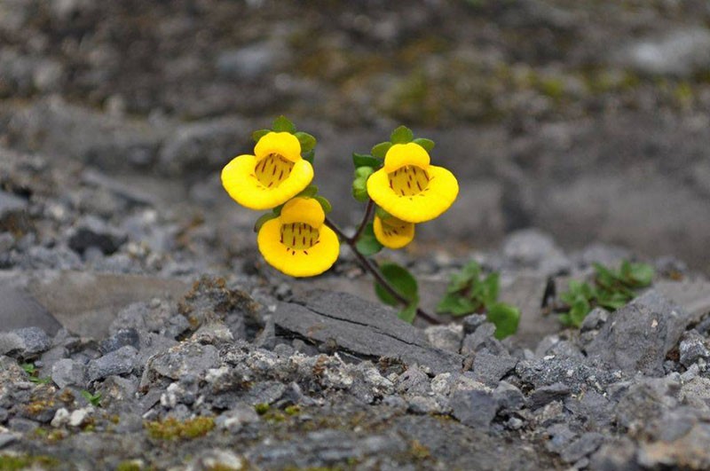 calceolaria suave