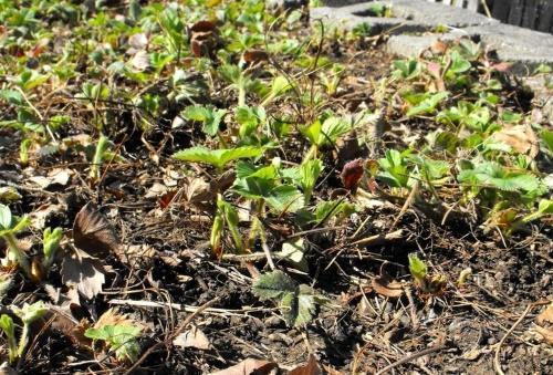 comment prendre soin des fraises au printemps