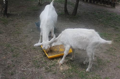 comida de cabra