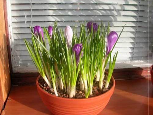 soins de floraison