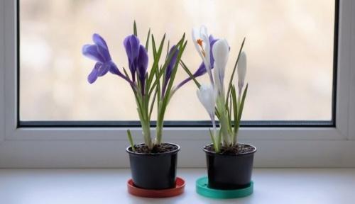comment prendre soin des crocus à la maison