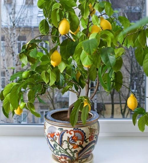 comment prendre soin du citron