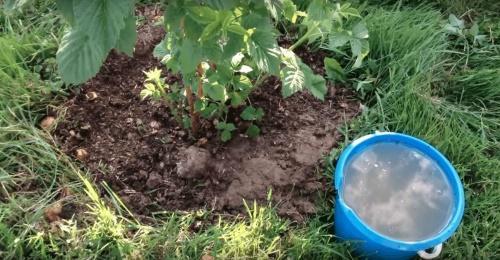 nourrir les framboises