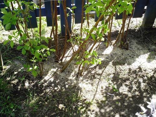 comment prendre soin des framboises au printemps
