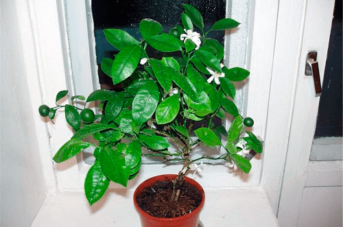 árbol de mandarina en flor