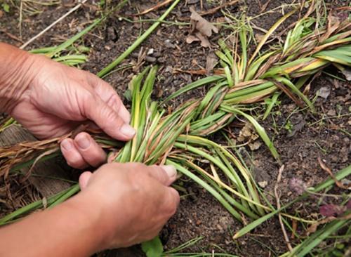 soins après la floraison