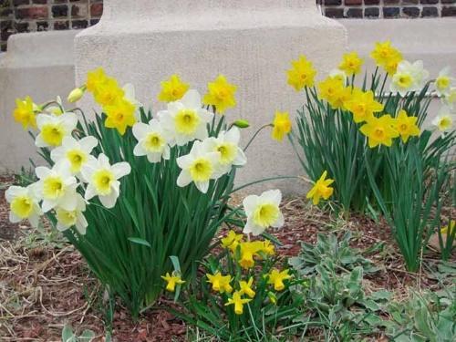 comment prendre soin des jonquilles