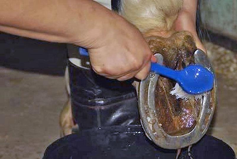 soins des sabots de poney