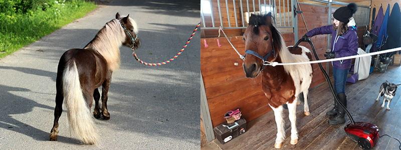comment prendre soin d'un poney