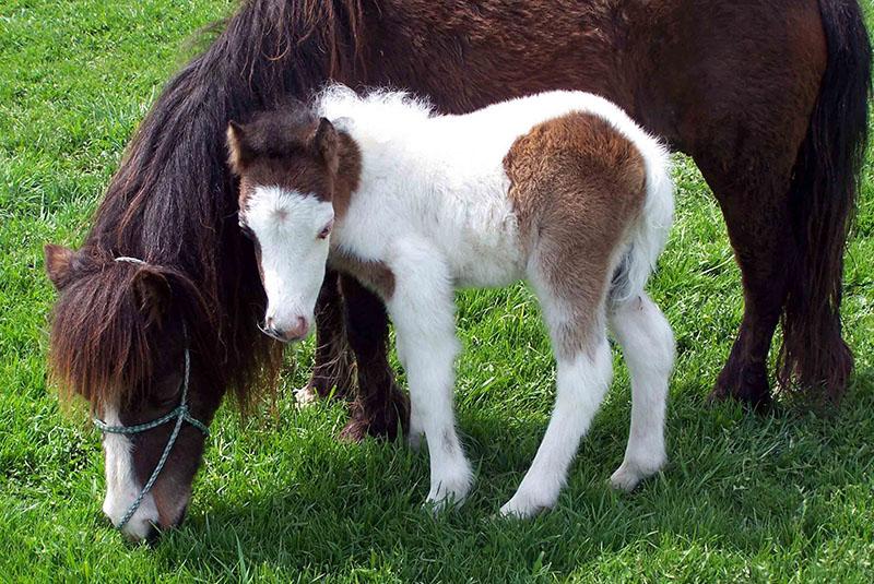 élevage de poneys