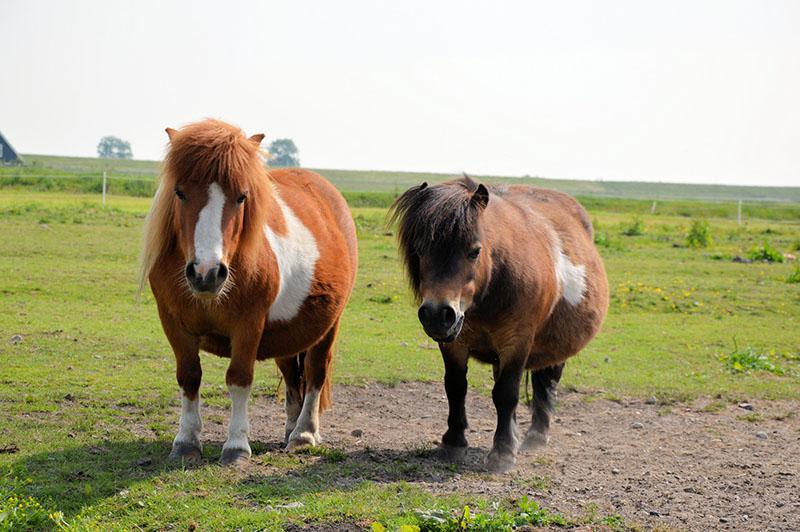 gros poneys