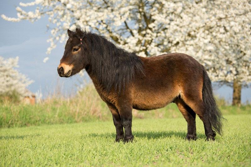 petits chevaux poneys