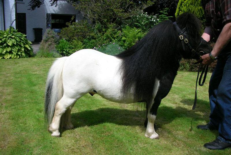 caballos pony decorativos
