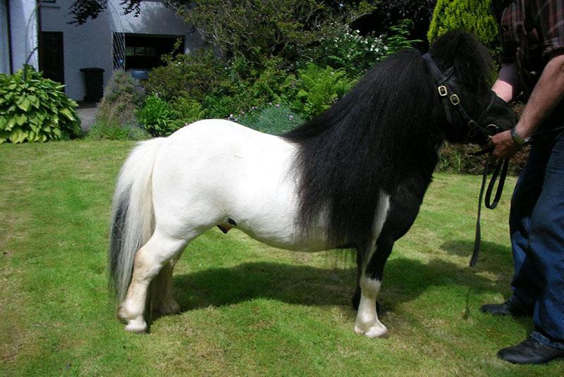 chevaux poneys décoratifs