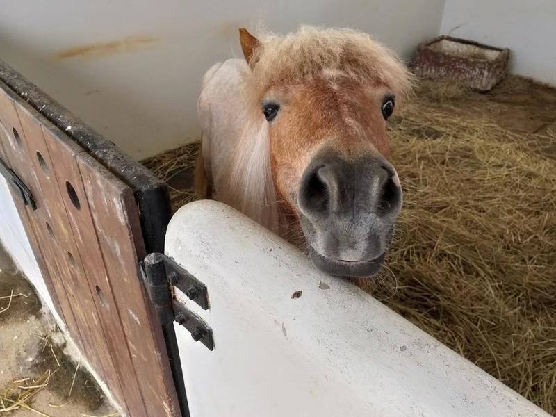 poney confortable