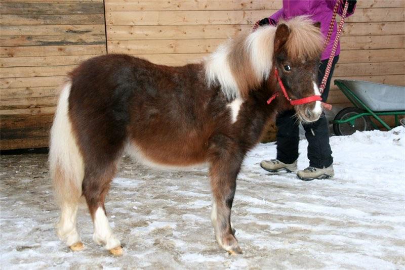 comment prendre soin des poneys en hiver