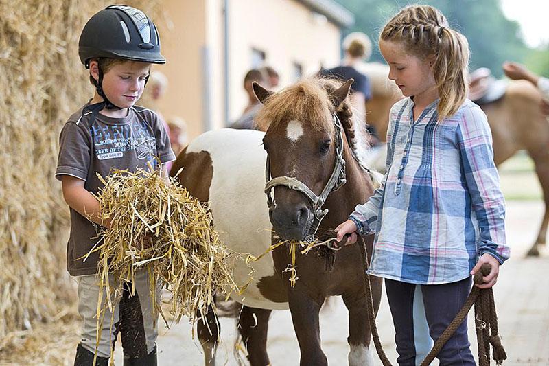 nourrir le poney de foin