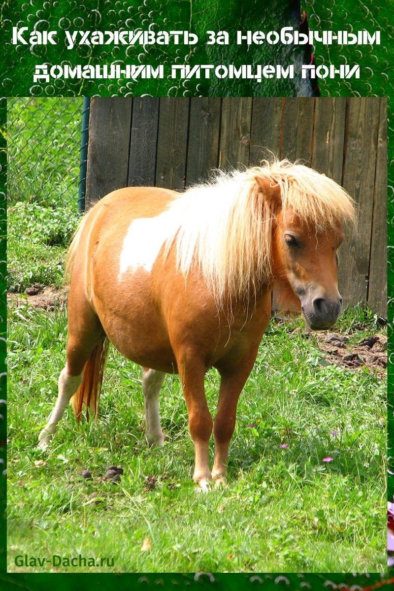comment prendre soin d'un poney