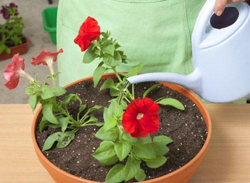 Regando petunias en una maceta.