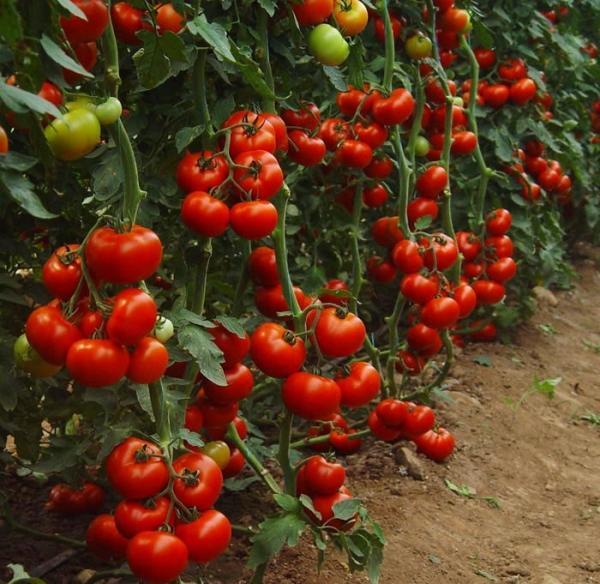 bonne récolte tomate