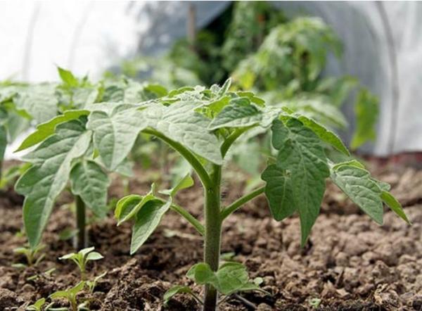 plántulas de tomate