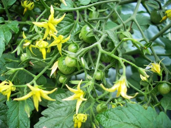 tomates vertes