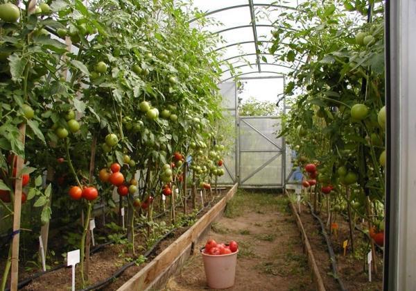 tomates en invernadero
