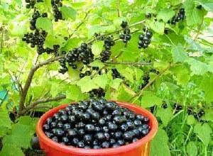 cassis dans un seau