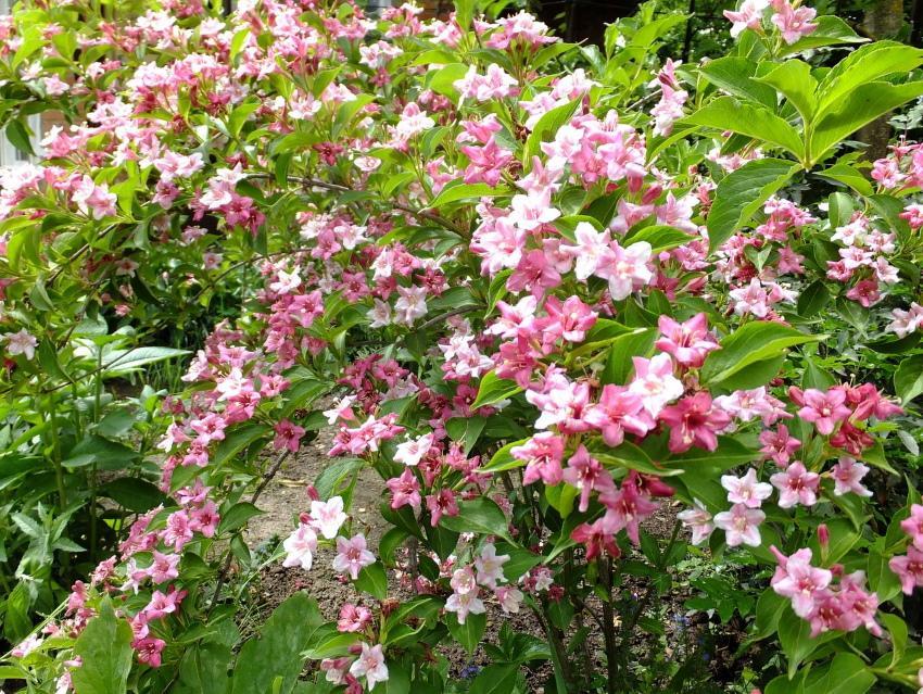 cómo cuidar a weigela rosea