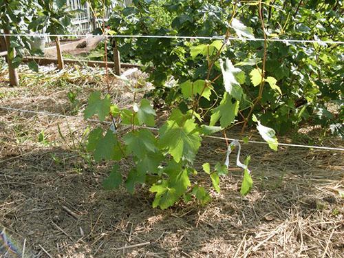 Cuidado de la uva en el primer año.