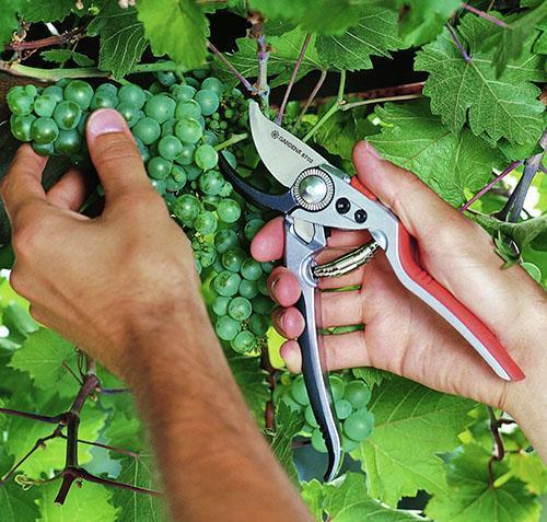 Formación de un arbusto de uvas.