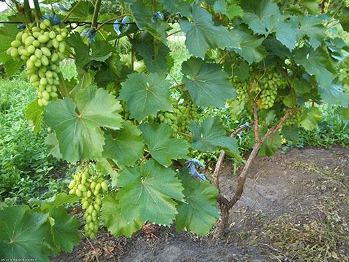 Arbusto de uvas bien cuidado con racimos de maduración.