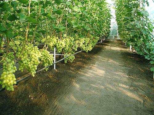 El cumplimiento de las técnicas agrícolas para el cultivo de la uva da buenos resultados.