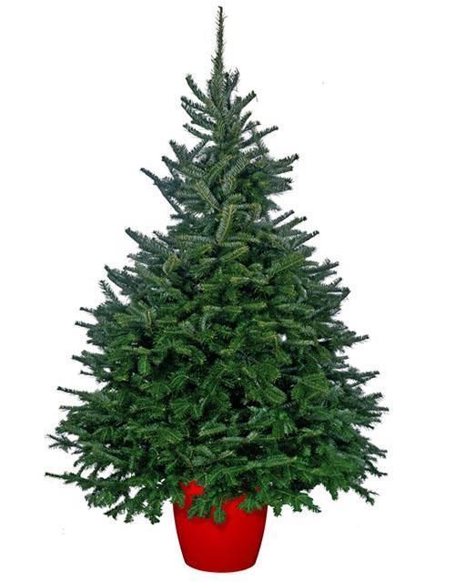 sapin du fraser