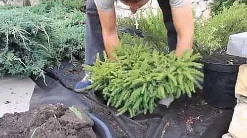 transplanter un sapin de Noël au printemps