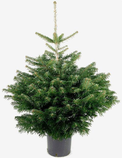 Sapin de Nordman