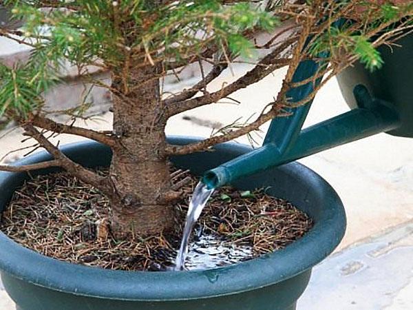 arroser un sapin de Noël dans un pot