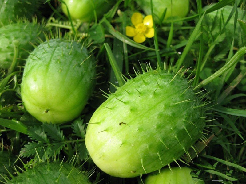 plante exotique angurie