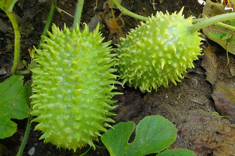 Concombre des Antilles d'Anguria