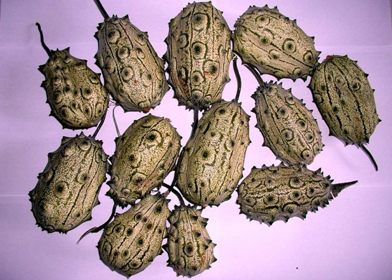 fruits mûrs d'angurie