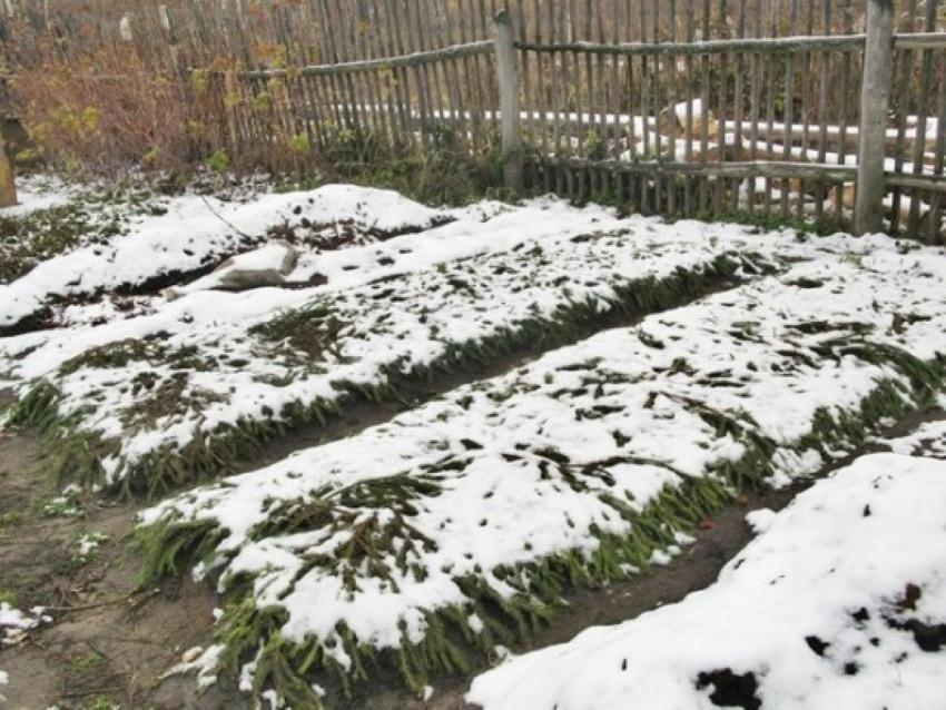 fresas bajo la nieve