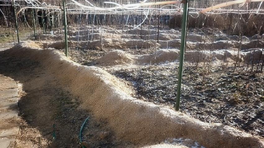 cómo resguardar las uvas para el invierno en los suburbios